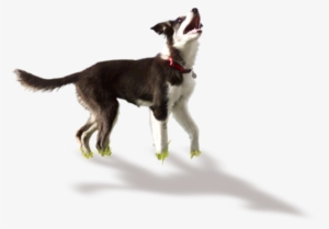 Confused Dog Png Image Library Download - Hemp Oil #20171