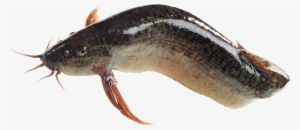 Best Free Fish Transparent Png Image - Magur Fish Png #20270