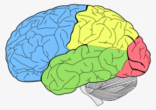 Brain-600x428 - Lobes Of The Brain #20589