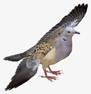European Turtle Dove Adult5 - Turtle Dove Png #20648 European Turtle Dove Adult5 - Turtle Dove Png #20648