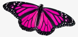 Monarch Butterfly #20695