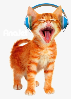 Headphone Cat - Anajet Cat #20818