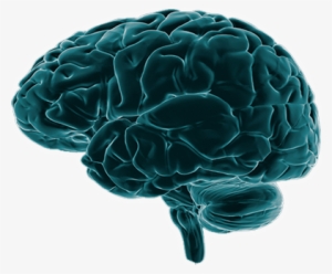 News - Brain Imaging Png #20970