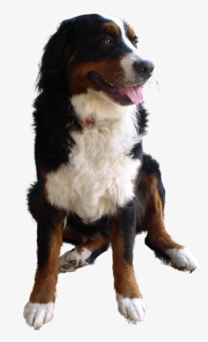 Dog Png #21370