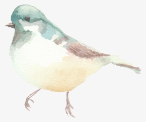 Spring Watercolor Birds - Pigeons And Doves #21439