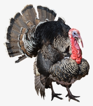 Turkey Bird Png Download Image - Turkey Png #21569