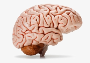 Brain Png Image Background - Transparent Background Brain Png #21571