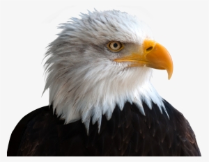 Transparent Background Eagle Png #21857