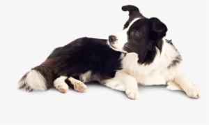 Dog Png - Indian Dog Png #21930