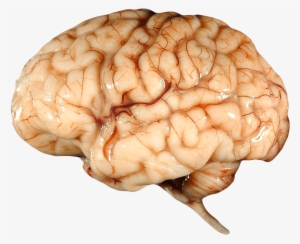 Real Brain - Real Brain Png #22010