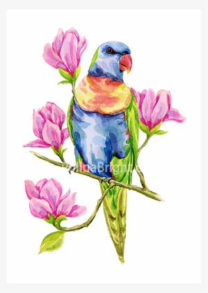 Rainbow Lorikeet On Magnolia Branch Art Print - Budgie #22114