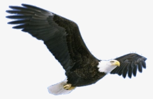 Flying Eagle Png Pic - Bird Grand Canyon Animals #22161