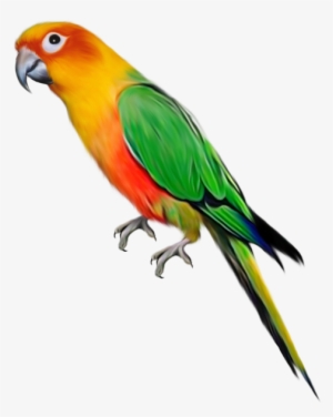 Clipart Birds Parrot Large Pinterest Conure Bird - Parrot Transparent #22367