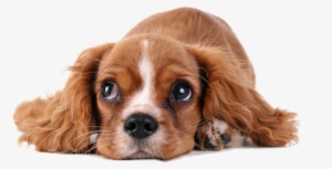 Abandoned Dog Png High-quality Image - Dog Ear Cleaner By Natural Rapport - Patented Ear Cleanser #22389