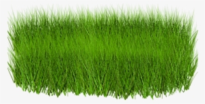 Green Grass In Png #22539
