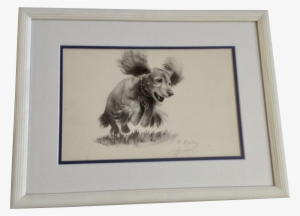 Kepler, Playful Dachshund Doxin Puppy Dog Jumping, - Yorkshire Terrier #22638