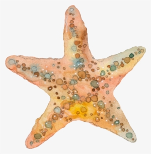 ○•‿✿⁀ocean Safari‿✿⁀•○ - Estrela Do Mar Aquarela #22713