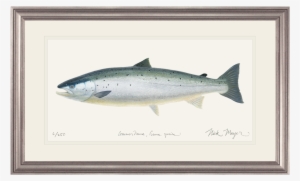 Wild Atlantic Salmon Original Watercolor Painting - Painting Of A Salmon #22755