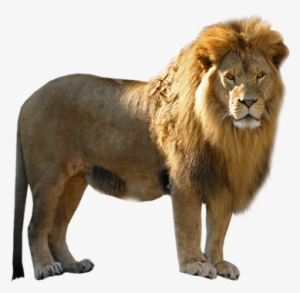 Lion Png Free Download - Pmln Lion Png #22975