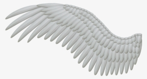 Bird Wings PNG, Transparent Bird Wings PNG Image Free Download - PNGkey
