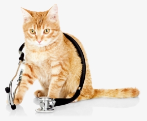 Slider-cat - Veterinarian Cat #23159