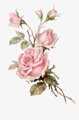 Vintage Pink Rose Png Cut Out From An Old Postcard - Old Rose Png #23219