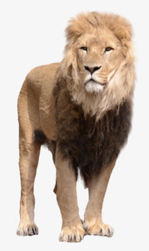 Lion Png Transparent Background Hd #23501