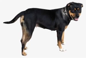 Dog Png - Dog #23637