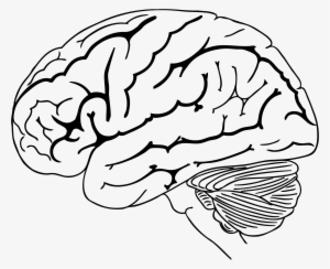 Geometric Drawing Brain - Brain Drawing Png #23638