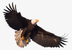 Eagle Png #23658