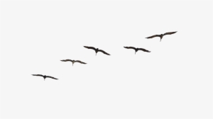 Fly Bird Png - Bird #23711