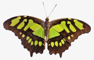Butterfly Png Transparent Image - Png Transparent Butterfly Transparent #23713
