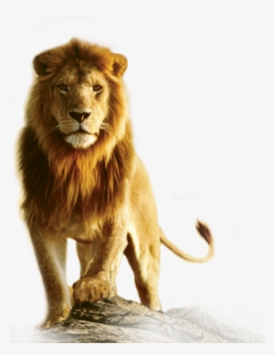 Lion Png Transparent Images - Lion Transparent #23751