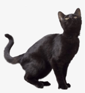 Free Png Black Cat Png Images Transparent - Black Cat Transparent Background #23927 Free Png Black Cat Png Images Transparent - Black Cat Transparent Background #23927