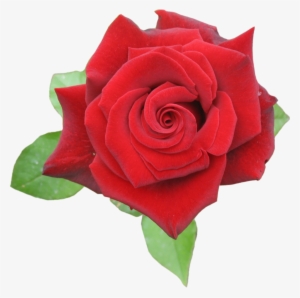 Browse And Download Rose Png Pictures - Rose Red Png #23952