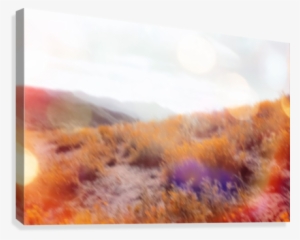 Yellow Flower Field On The Mountain With Summer Light - Canvas Print #24115