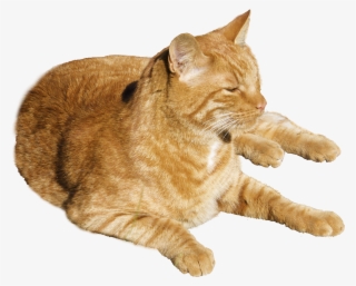Cat Png Transparent Image - Dragon Li Cat Orange #24200