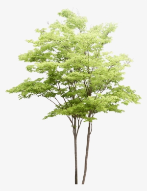 Png Watercolor Trees - Water Color Tree Png #24759