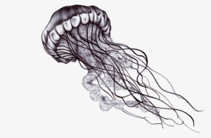 Clip Free Download Image Result For Tattoo Art Ideas - Black And White Jellyfish #25122