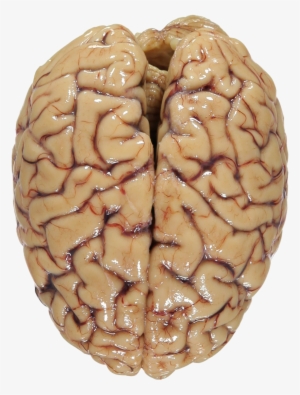 Human Brain Png Svg Free - Human Brain #25161