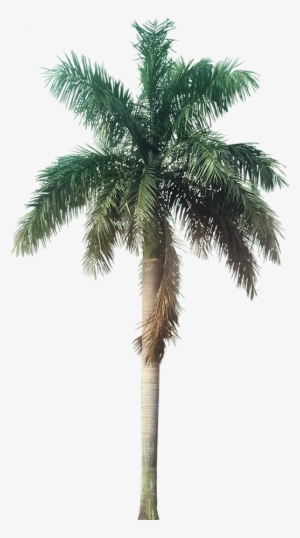 A Collection Of Tropical Plant Images With Transparent - Jurassic Park Wallpaper 4k #25324