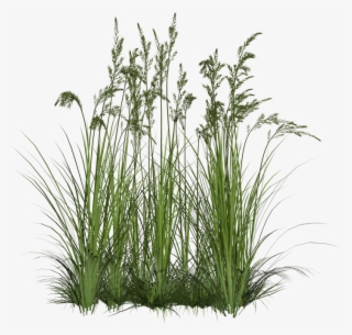 Grass Png Zip Download Grass Png Zip Download - Transparent Background Plant Png #25341