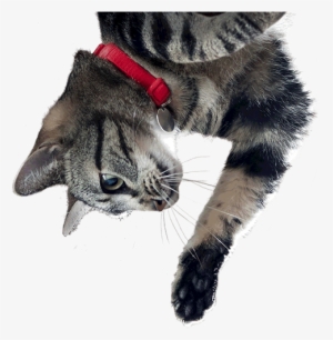 Cat Free Png Image #25633