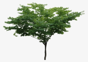 Tree - Trees Hd Png #25825