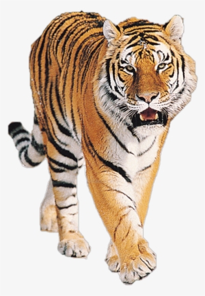 Tiger Png Imagen - Tiger Png #25892