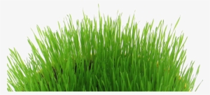 Easter Grass Download Transparent Png Image - Easter Transparent Png #26187