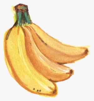 Clip Art Royalty Free Saba Banana Painting Transprent - Watercolor Banana #26394