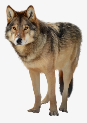 Best Free Wolf Png Clipart - Wolf Png Transparent - Free Transparent ...