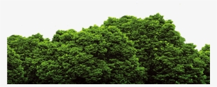 Forest Png File - Forest Png #26517