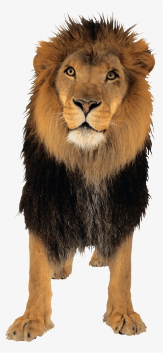 Lion Png Free Download - Lion Png #26677